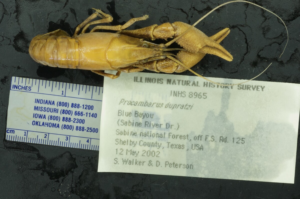 Procambarus dupratzi image